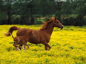 Arabian-Mare-and-Foal,-Louisville,-Kentucky.jpg